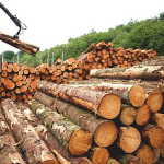 Ghana Leads Africa: Set to Issue First FLEGT License 